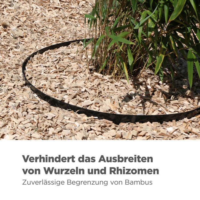 bambus samen richtig pflanzen Seedeo® Moso Bambus (Riesenbambus) Phyllostachys edulis 100 Samen main image 1